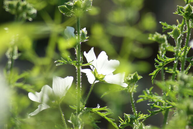 nochmals der Kräutergarten