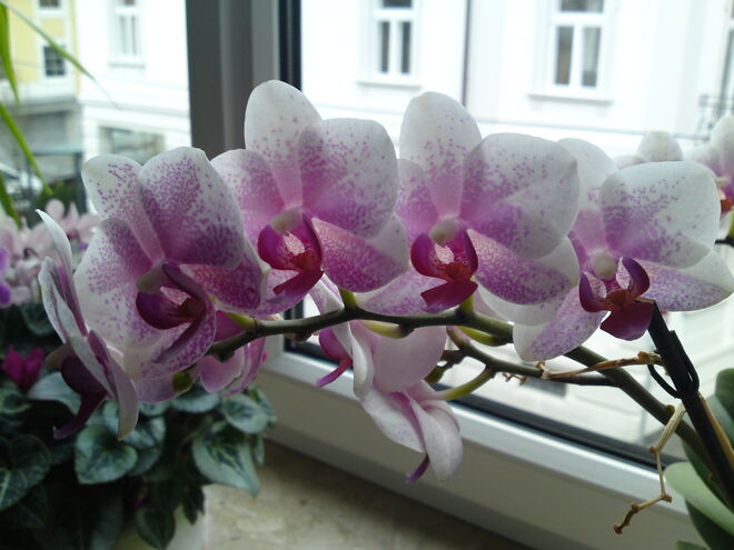 Orchidee