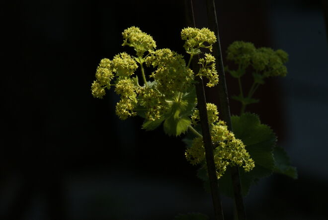 Frauenmantelblüte