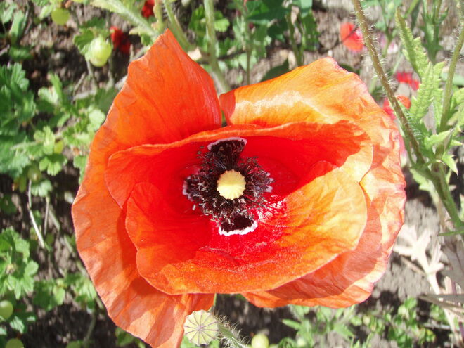 Mohnblume