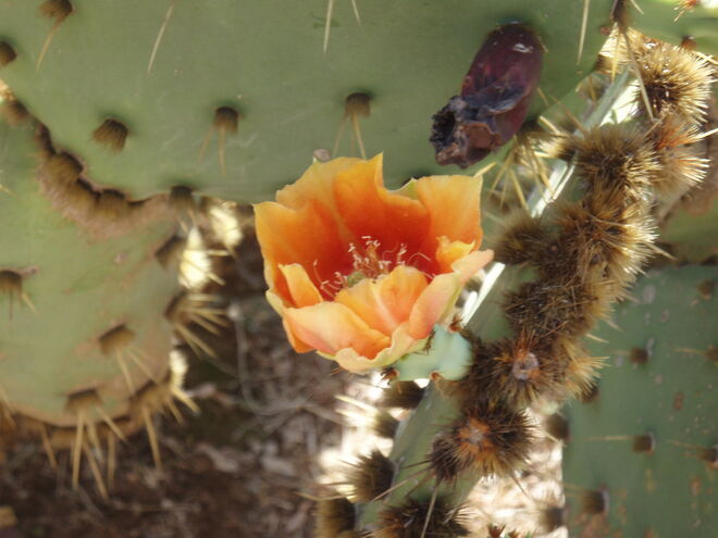 Kaktusblüte