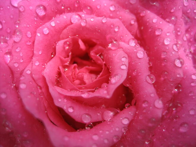 Rose Dornröschen im Regen