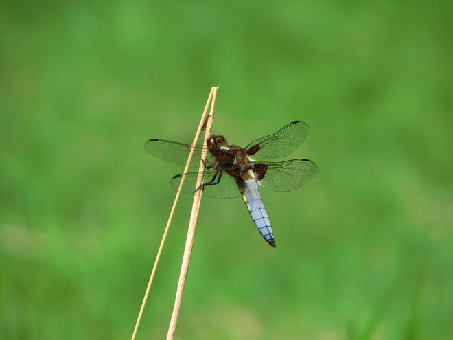 Libelle am Gartenteich