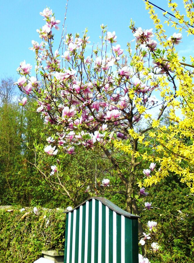 Frühlingsboten