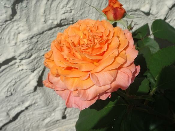 Rose...