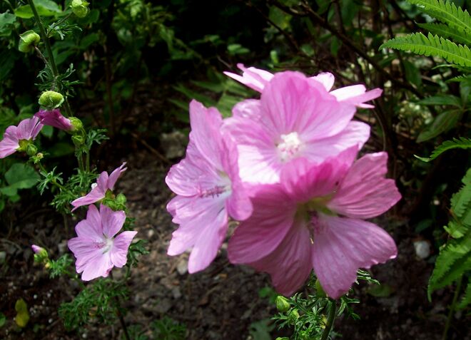 rose Malvenblüte