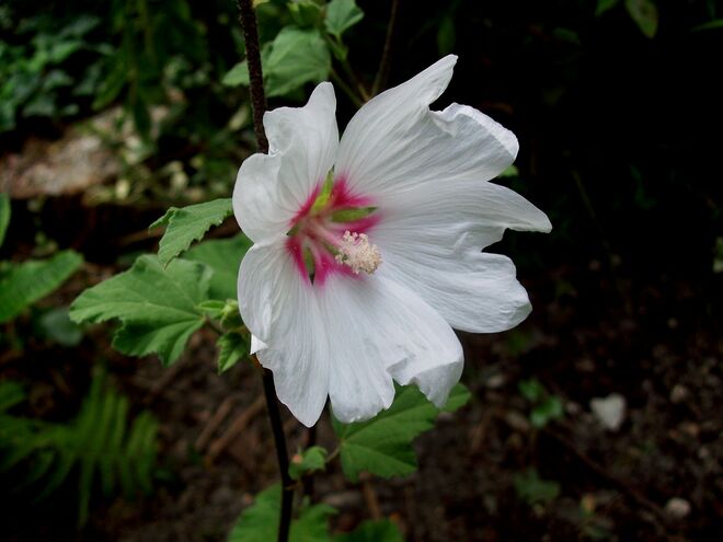 weiße Malvenblüte