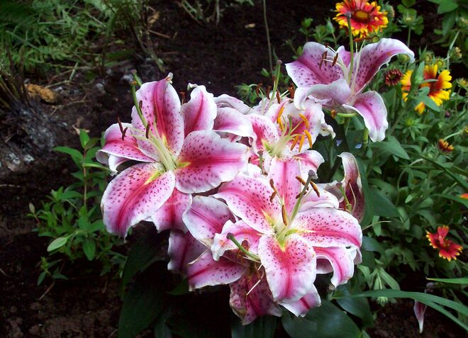 Die Lilien blühen wieder