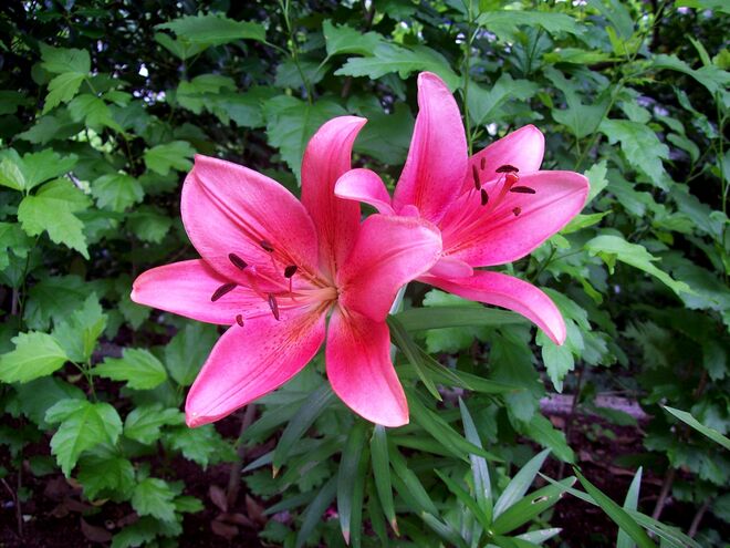 lachsrosa Lilie