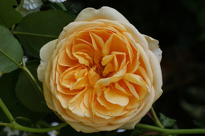 Englische Rose "Graham Thomas"