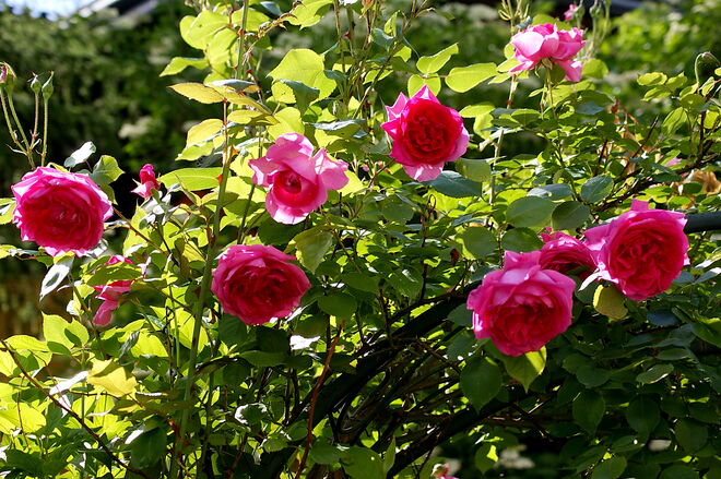 Rosenbogen mit Kletterrose "Parade"