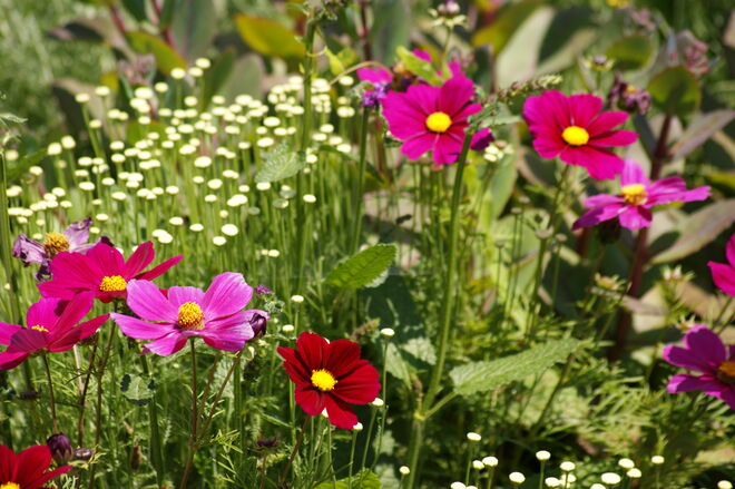 Sommerblumen