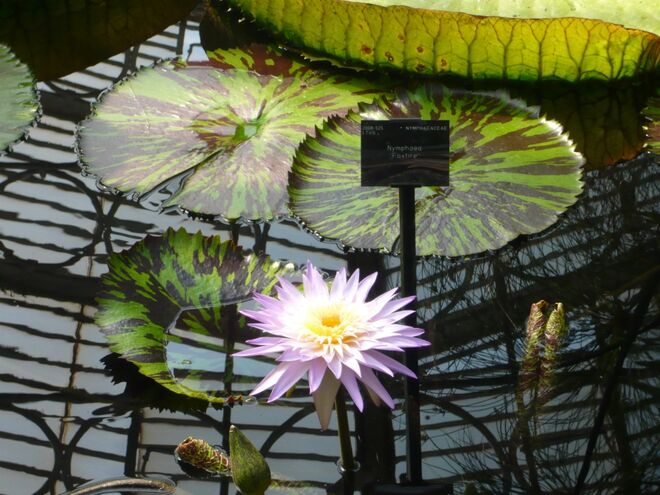 Seerose