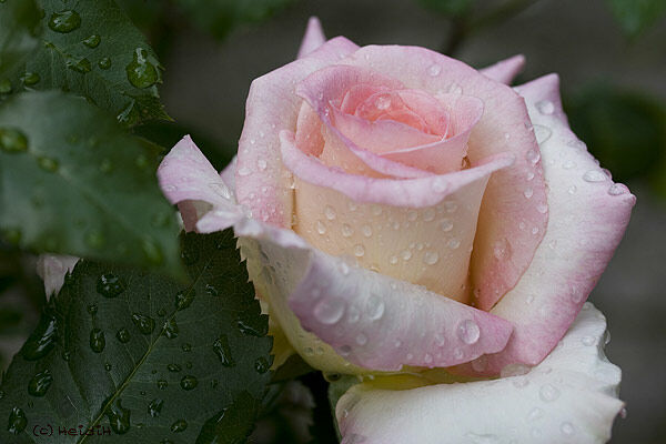 Meine Lieblingsrose