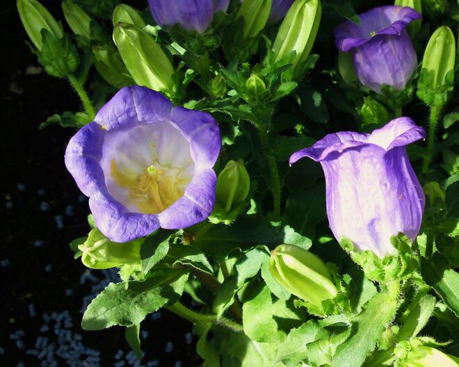 Blaue Glockenblumen