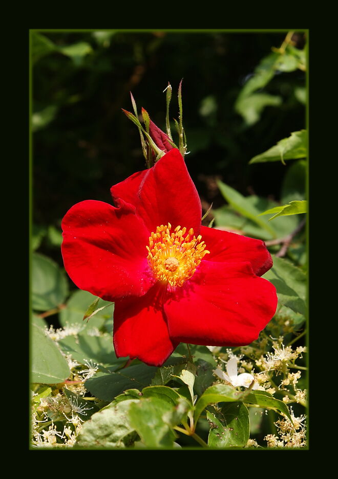 Rose "Dortmund"
