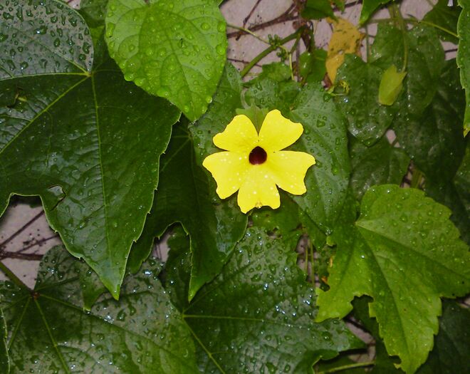 Einsame gelbe Blüte