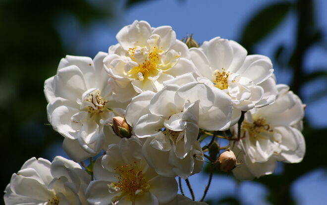 Rose "Lykkefund" aus der Nähe