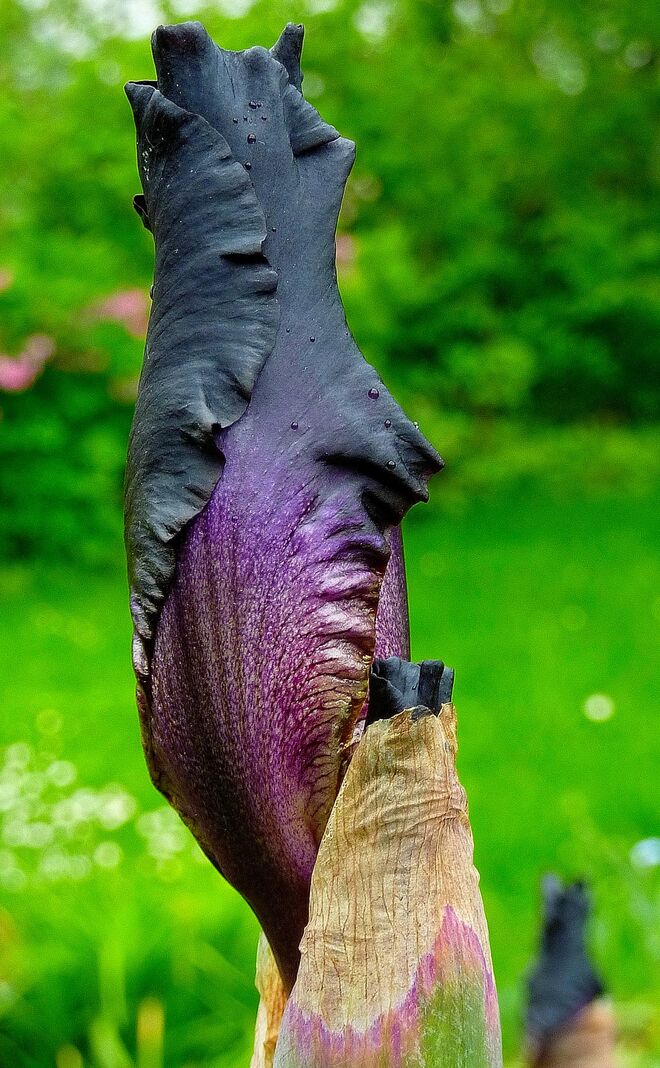 Iris nigricans