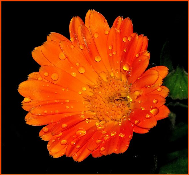 orange Schönheit