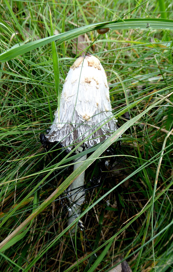 ein Schopftintling..