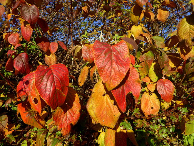 Herbst..