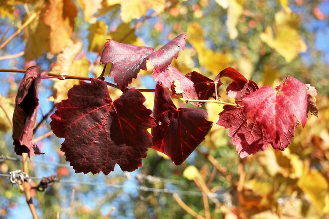 Weinlaub herbstlich eingefärbt