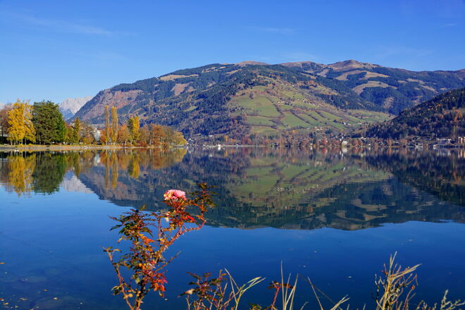 Novemberrose und goldenes Laub am Zeller See