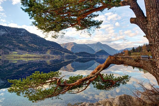 Föhre am Grundlsee