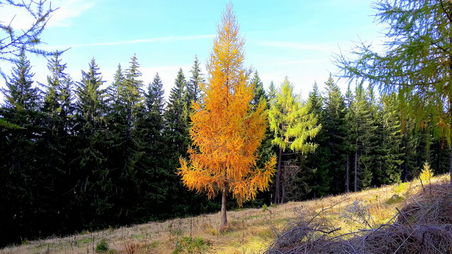 Junge goldene Lärche auf der Almwiese