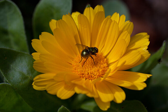 In der Ringelblume...