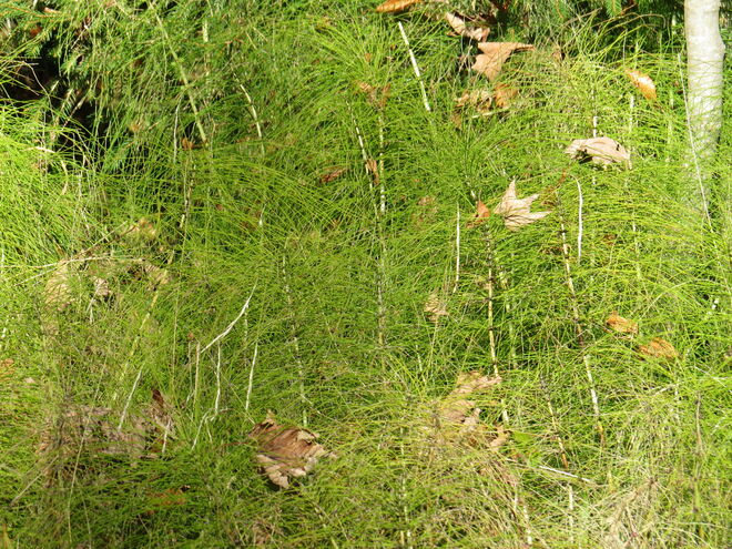 Am Waldrand