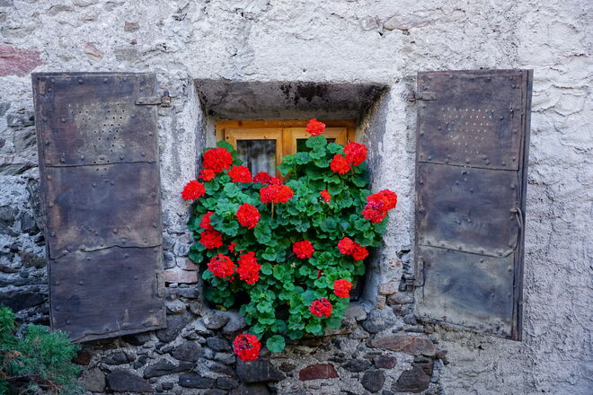 Untypisches Novemberbild: blühende Pelargonien