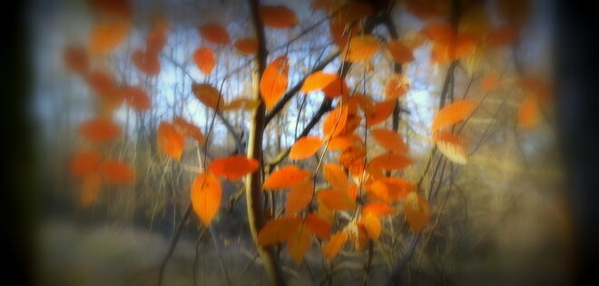 "HERBSTBLÄTTER 4"