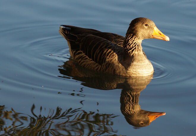 am Leopoldskroner Weiher
