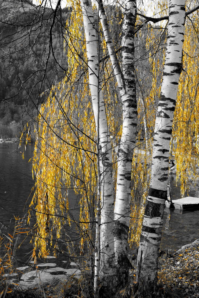 Drei Birken am See