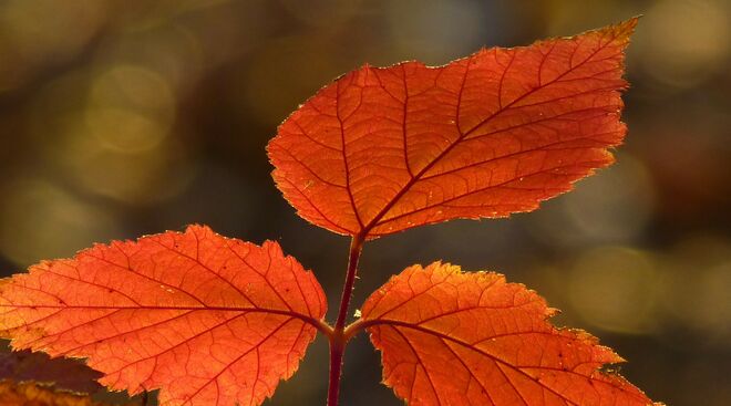 Herbstblatt