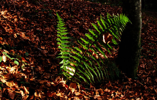 Grüner Wurmfarn im braunen Laub