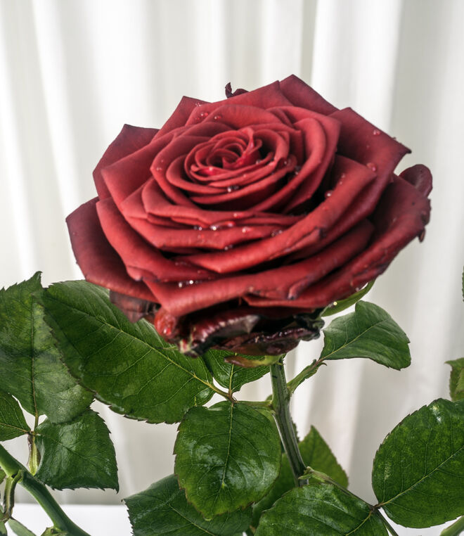 Rote Rosen rote Lippen roter Wein