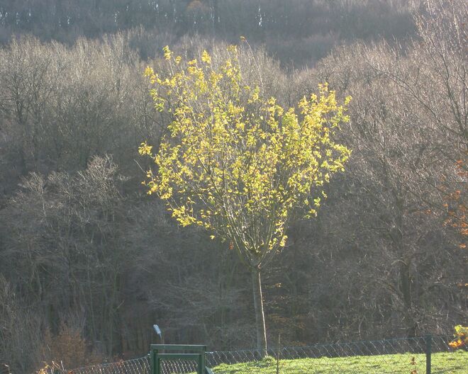 Ein Baum