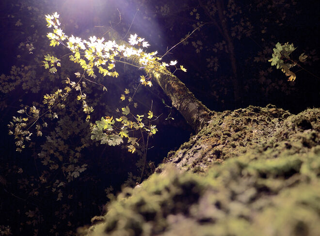 Im Laternenlicht