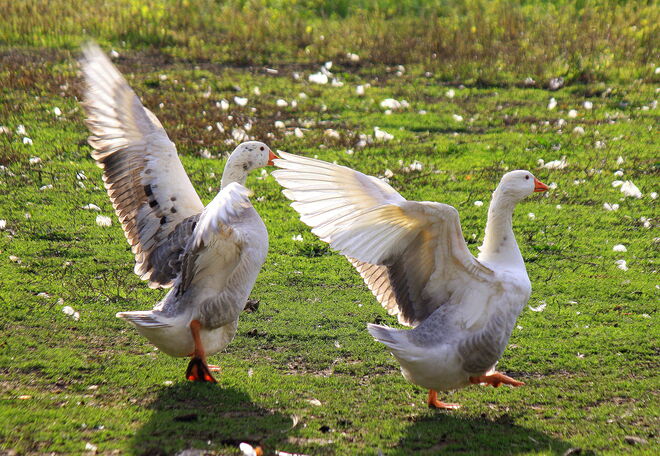 Gänsetanz im Föhnsturm...