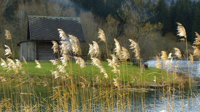 Lichtspiele am Fischteich