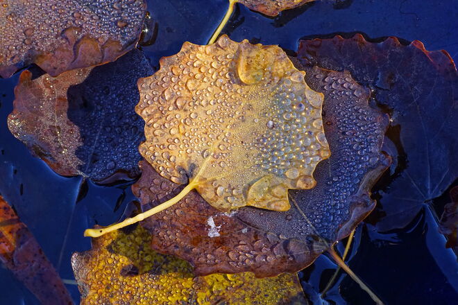 Herbstjuwelen