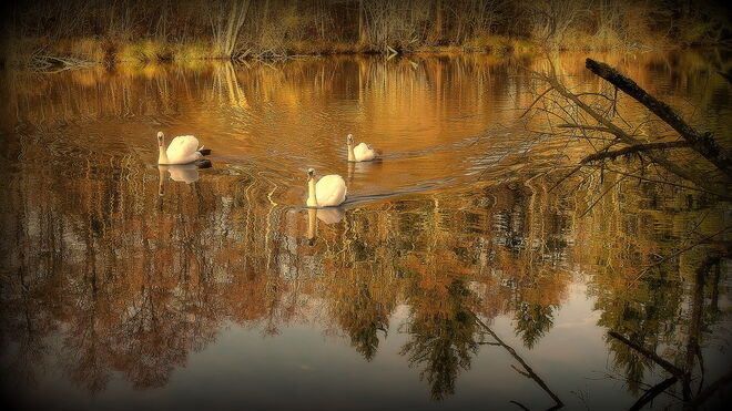 "HERBSTAUSFLUG"