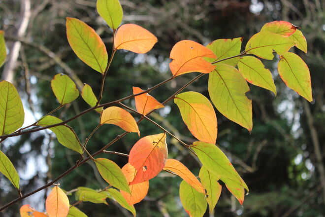 Abschied vom Herbst