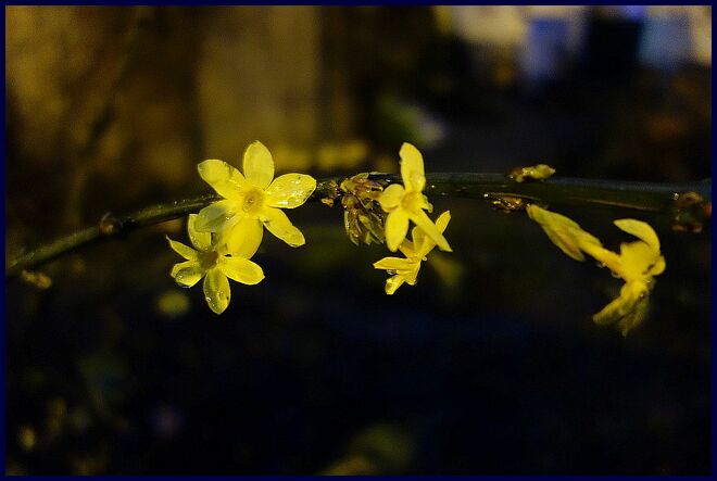 . . . noch einige Winterjasminblüten