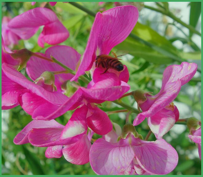 . . . noch ein zauberhaftes Lila-pink