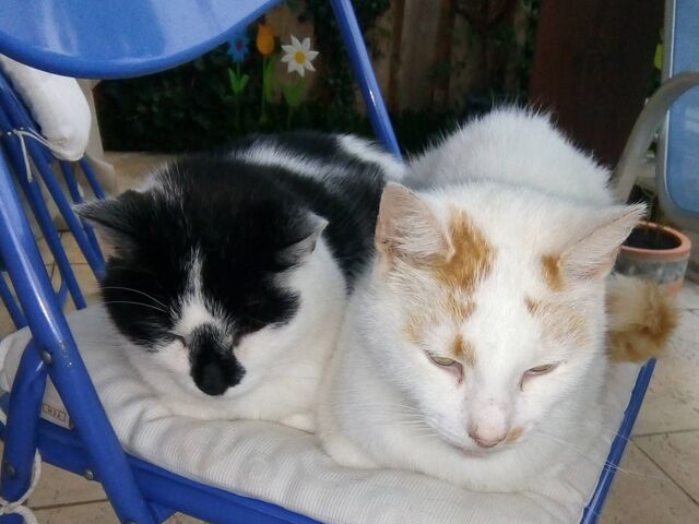 <WebTitel>Katzenflüsterei half. </WebTitel><WebVorspann></WebVorspann>