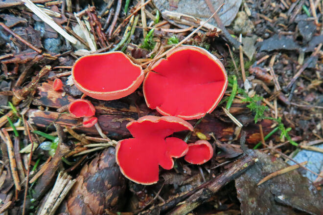 Scharlachroter Kelchbecherling